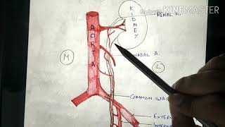 Anatomy of ureter [upl. by Averir]