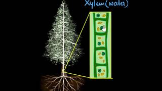 Xylem amp transpiration  Life processes  Biology  Khan Academy [upl. by Doraj]