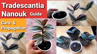 Tradescantia Nanouk Guide  Propagation amp Care Tips [upl. by Furgeson910]