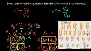 Broad sense heritability vs Narrow sense heritability [upl. by Aynat233]