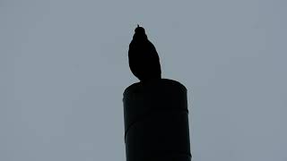 The song of the Common Blackbird  Turdus merula [upl. by Eleni]