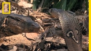 Cobra vs Monitor Lizard  National Geographic [upl. by Otxis752]