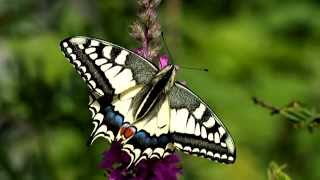 Swallowtail Papilio machaon from egg to butterfly [upl. by Revolc]