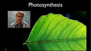 Photosynthesis Visual Diagrams and Animations [upl. by Enahsed879]