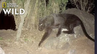 Remote Cameras Confirm Rare Black Leopards Living in Kenya  Nat Geo Wild [upl. by Sollows832]