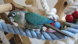 Weaned Turquoise Green Cheek Conures [upl. by Neliak593]