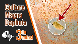 How to culture DAPHNIA MAGNA  The easy way [upl. by Yelahs]