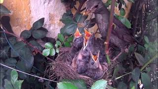 Nido di merlo  turdus merula Cova  schiusa  allevamento  involo [upl. by Orly]