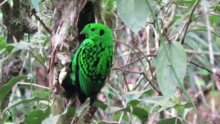 Birds of Mount Kinabalu Borneo [upl. by Kynan]