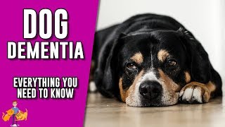 Canine Dementia everything you need to know about senility in dogs [upl. by Schonfeld]