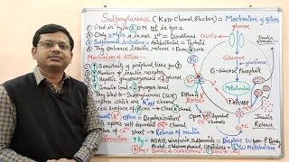 Diabetes Mellitus Part10 Mechanism of Action of Sulfonylurease  Antidiabetic Drugs  Diabetes [upl. by Maryn406]