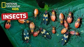 Find Out About Insects  Nat Geo Kids Insects Playlist [upl. by Enihpad268]