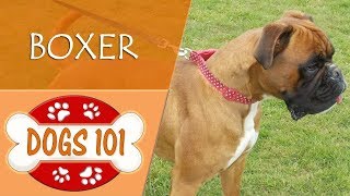 Dogs 101  BOXER  Top Dog Facts About the BOXER [upl. by Ysabel]