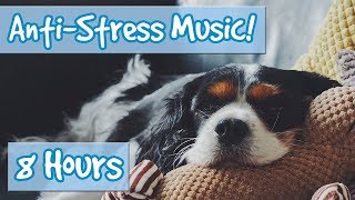 Have the Most Relaxed Dog Relaxing Music for Easily Stressed Dogs Nervous Dogs Help Dogs Sleep [upl. by Udella]