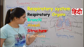 Respiratory system anatomy amp physiology in hindi  Organs  structure  functions [upl. by Onfre]