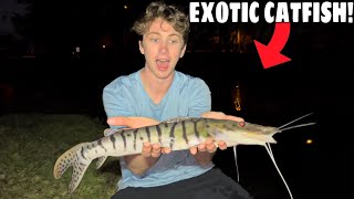 CATCHING RARE TIGER CATFISH AT NIGHT [upl. by Ertnom]