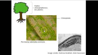 La photosynthèse  détail des phases [upl. by Katuscha478]