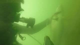 Insane Walleye Spearfishing at Lake Mcconaughy [upl. by Mirth580]