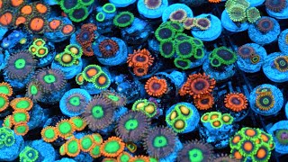 Zoanthid Identification  35 Different Types  CloseUp 4k Ultra HD [upl. by Culhert258]