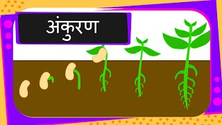 Science  Germination Of Seed  Hindi [upl. by Shedd]