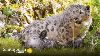 A Snow Leopard Guards Her Kill from a Feral Dog 🐆 Smithsonian Channel [upl. by Belda]