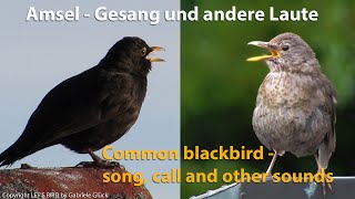 Amsel mit Gesang  Common blackbird singing Turdus merula [upl. by Arebma879]