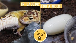 LEOPARD GECKO LAYS TWO MASSIVE EGGS [upl. by Susejedairam854]