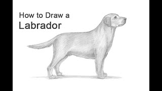 How to Draw a Dog Labrador Retriever [upl. by Cenac716]