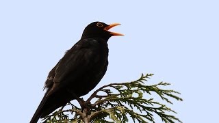 Song and calls of the Blackbird [upl. by Adiazteb]