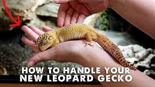 How To Handle amp Tame Your New Leopard Gecko  StepByStep Guide [upl. by Uzia]