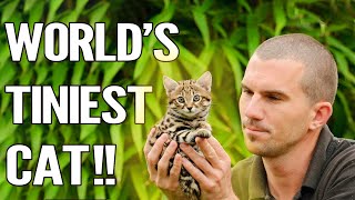 Rusty Spotted Cat  Everything About The Worlds Smallest Cat [upl. by Gershon]