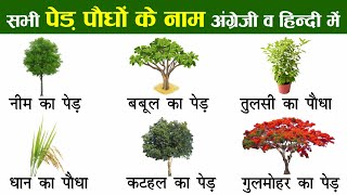 Plants and Trees Names In English And Hindi With Pictures  पौधों और पेड़ों का नाम [upl. by Kara162]