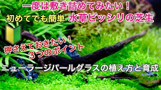 ニューラージパールグラスの植え方と育成【初心者・水草水槽】ADAネイチャーアクアリウム、熱帯魚、コケ対策、小型水槽・大型水槽 立ち上げ、導入のノウハウ公開、６０cm水槽メイキング [upl. by Henrique]