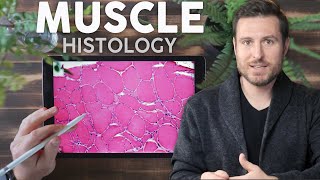 Muscle Histology Explained for Beginners  Corporis [upl. by Mansur]