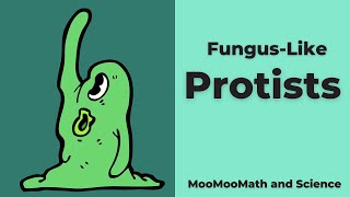 Funguslike Protists [upl. by Willabella]