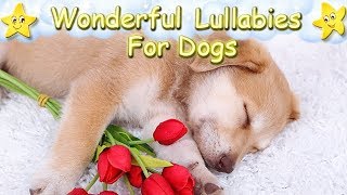 Sleep Music For Dogs And Puppies ♫ Relax Your Golden Retriever Within 5 Minutes [upl. by Oirogerg618]