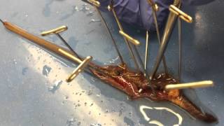 BMED 3110 Earthworm Dissection Tutorial [upl. by Noitna]