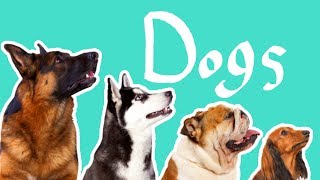 15 Dog Breeds  Dogs for Kids [upl. by Yracaz892]