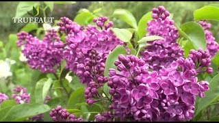 Comment tailler le lilas   Truffaut [upl. by Brian424]