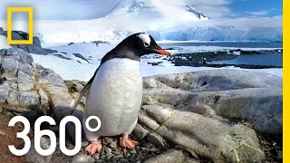 360° Antarctica  Journey Through The Ice  National Geographic [upl. by Aiyekal731]