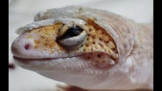 How Leopard Geckos Go BLIND  The Most Common Way  Skin In Eye Close Up [upl. by Cul]