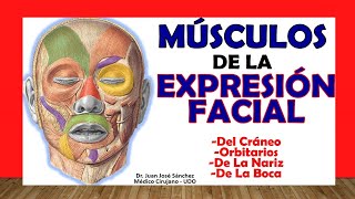 🥇 MÚSCULOS de la EXPRESIÓN FACIAL y del CRÁNEO [upl. by Ryley]