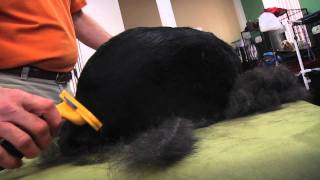 FURminator Dog deShedding Demo [upl. by Minabe]