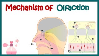 Olfactory System Anatomy and Physiology  Mechanism of olfaction  Olfactory receptor neurons [upl. by Myrtia]