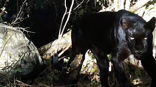 Rare Black Leopard Mother and Cubs Spotted in Kenya [upl. by Anilos]