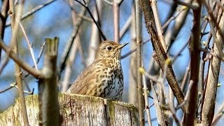 Song Thrush Turdus philomelos [upl. by Jerry]