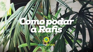 Como podar a Rafis [upl. by Emmerie]