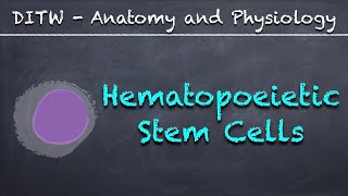 DITW  Hematopoietic Stem Cells [upl. by Graniah]