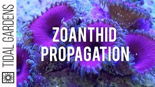 Zoanthid and Palythoa Coral Propagation [upl. by Kristoforo58]