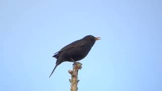 Common blackbird song  Turdus merula [upl. by Anaerb712]